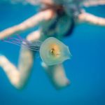 Living Fish Found Inside Jellyfish