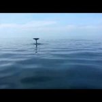 ORCA WHALE AT SIPADAN ISLAND, SABAH