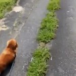Dog Owner Pretends to Suddenly Collapse While Walking His Dog and Records the Dog’s Reaction.