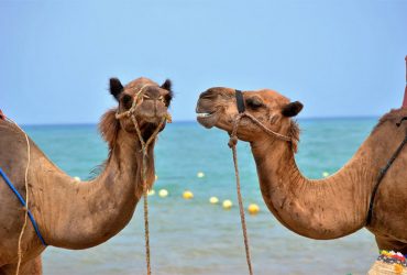 This Camel Has a Twin Brother. We’re Not Kidding!