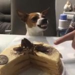 Don't touch that cake!