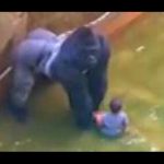 Gorila Zoo