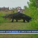 Massive gator spotted at Circle B Bar Reserve in Polk County