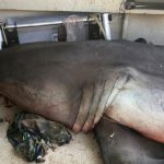 Great white shark leaps into fisherman\'s boat