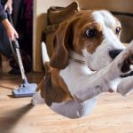 What Dogs Can Do When They Get Scared Is Absolutely Hilarious – Bunchy