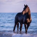 Zauberhafte Pferde-Fotos am Strand