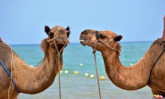 This Camel Has a Twin Brother. We’re Not Kidding!